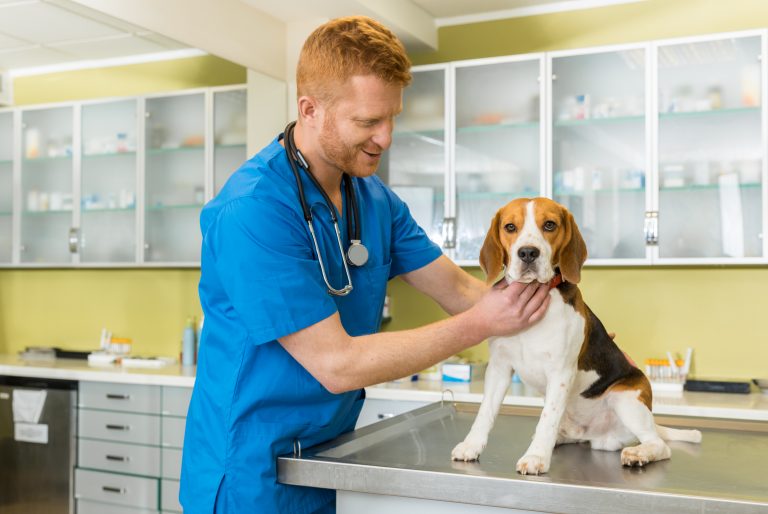 How Do Vets Keep Animals Safe? Dekomed Ltd